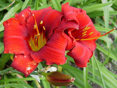 Photo of SENECA CARDINAL SONG